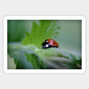 Ladybug on a leaf Sticker